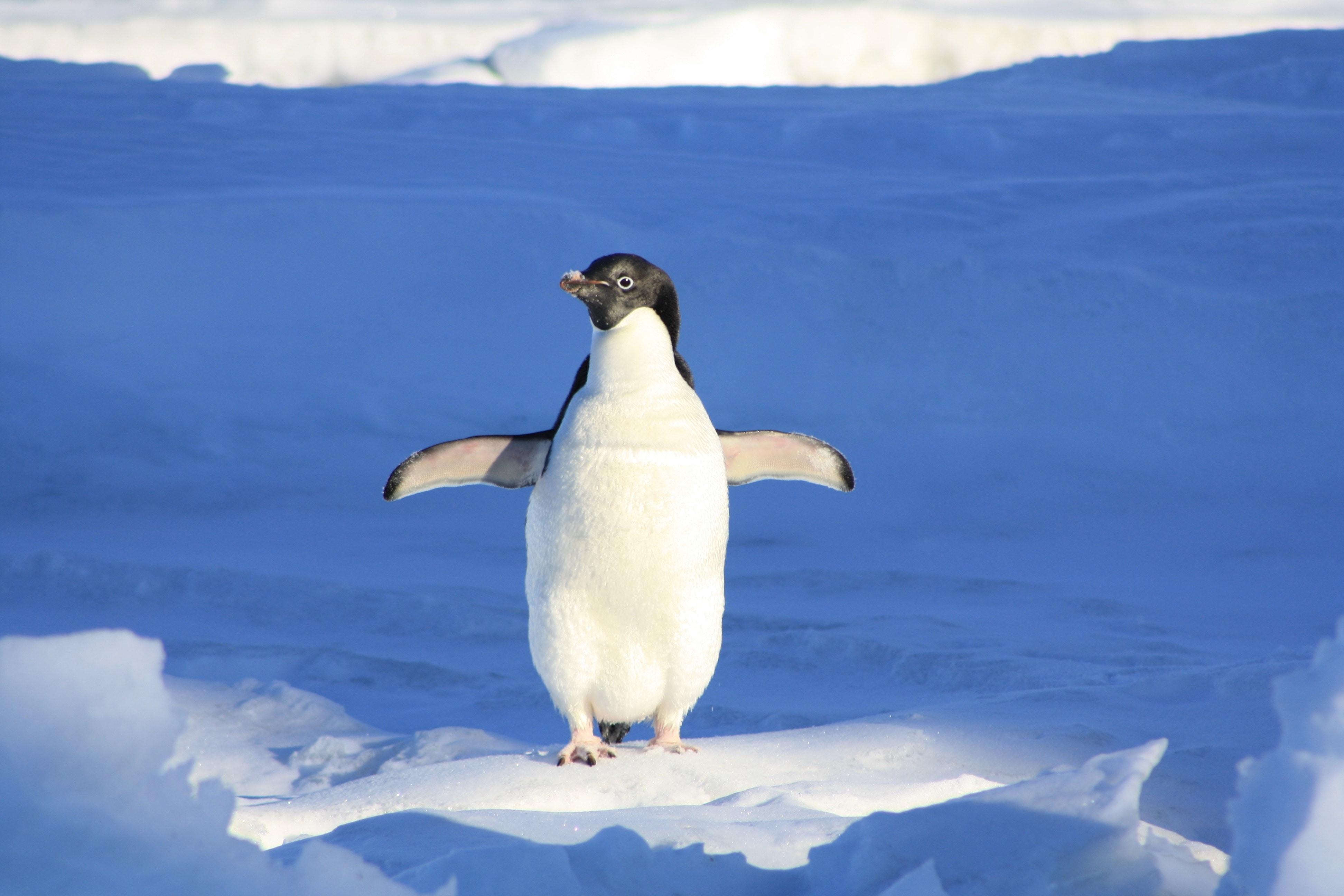 linux-penguin